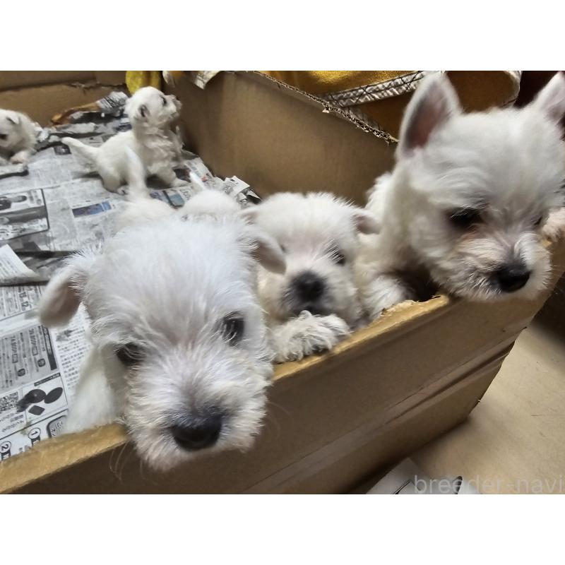 成約済の愛知県のウエストハイランドホワイトテリア(ウエスティ)-412659の3枚目