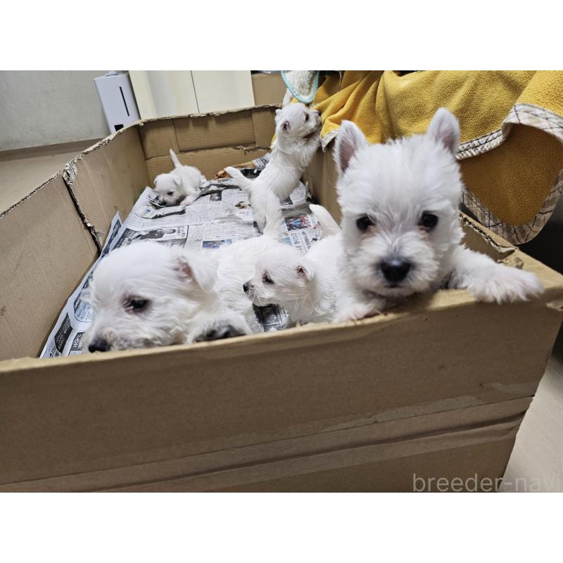 成約済の愛知県のウエストハイランドホワイトテリア(ウエスティ)-412659の2枚目