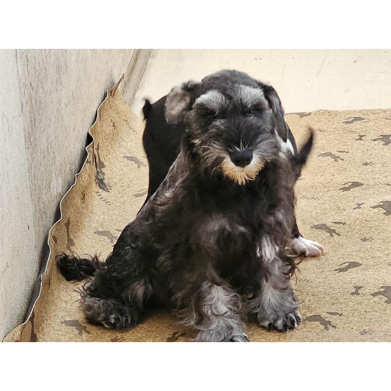 成約済の愛知県のミニチュアシュナウザー-401206の6枚目