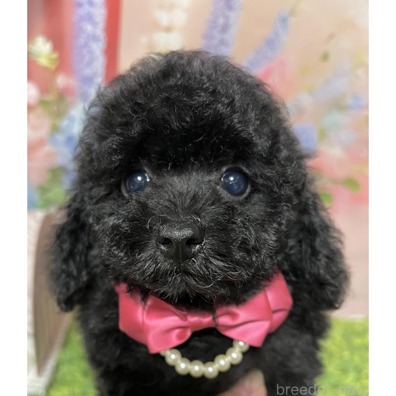 販売中の岡山県のタイニープードル-412796の1枚目