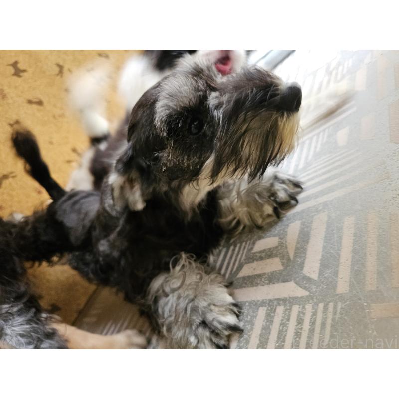 成約済の愛知県のミニチュアシュナウザー-401206の4枚目