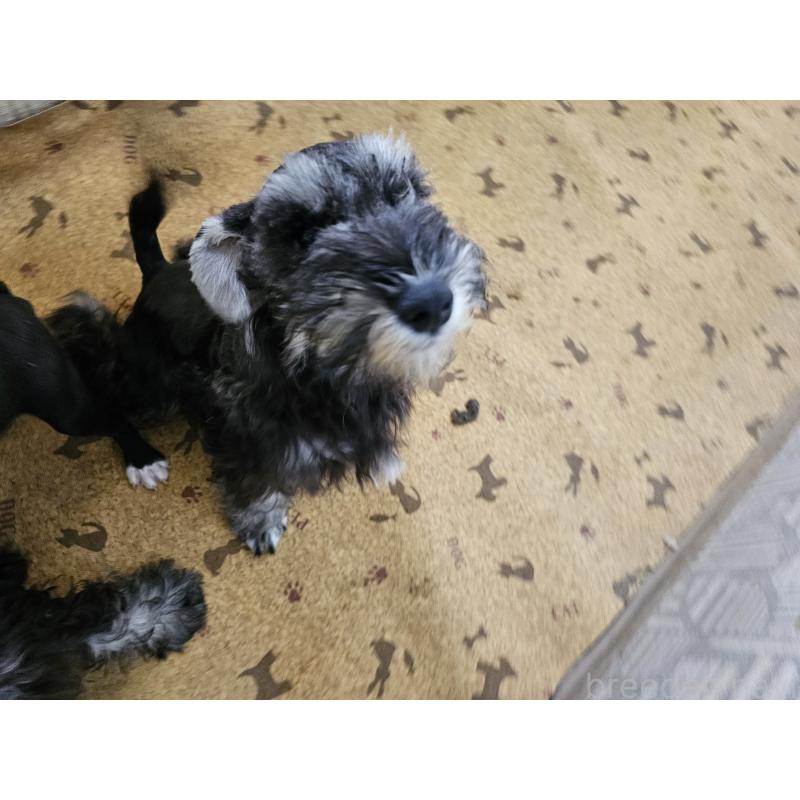 成約済の愛知県のミニチュアシュナウザー-401206の3枚目