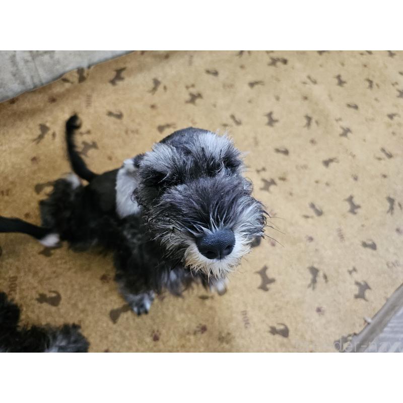 成約済の愛知県のミニチュアシュナウザー-401206の2枚目