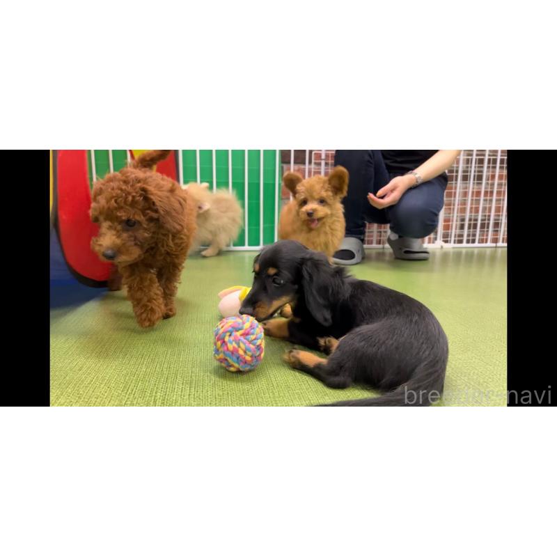 成約済の東京都のミニチュアダックスフンド(ロングヘアード)-406168の3枚目