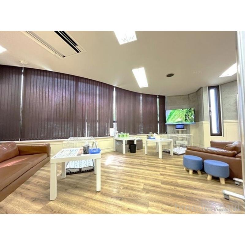 成約済の東京都のチワックス:チワワ×ミニチュアダックスフンド-395388の2枚目