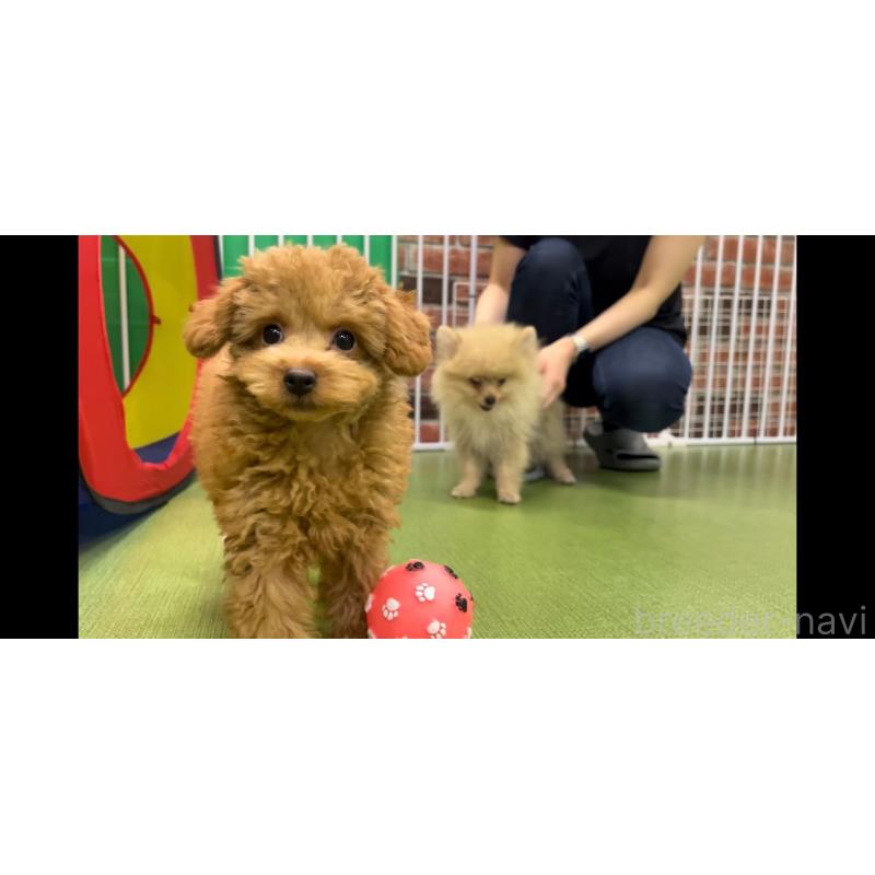 販売中の東京都のミックス犬-406163の3枚目