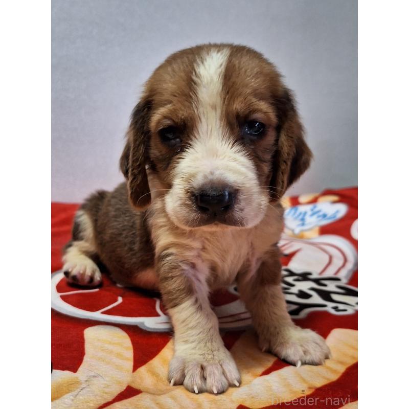 販売中の神奈川県のミックス犬-412990の11枚目