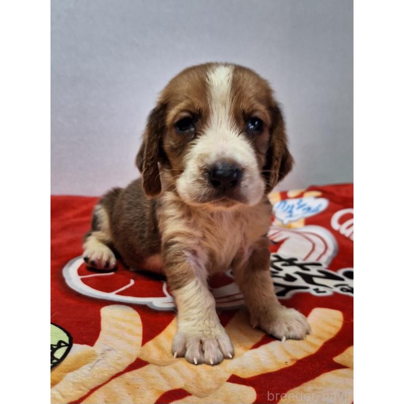 販売中の神奈川県のミックス犬-412990の10枚目