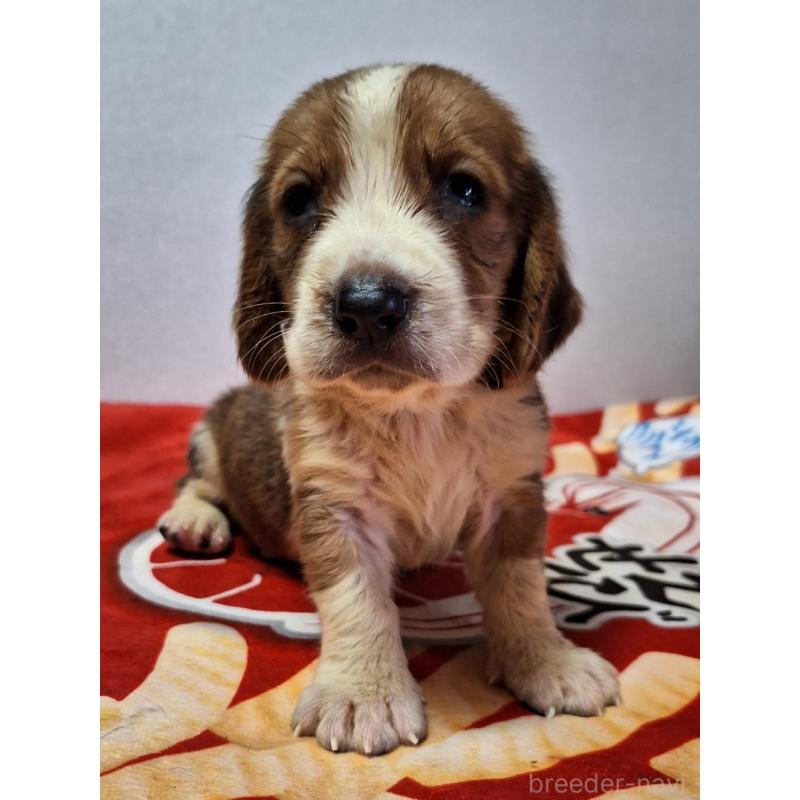 販売中の神奈川県のミックス犬-412990の9枚目