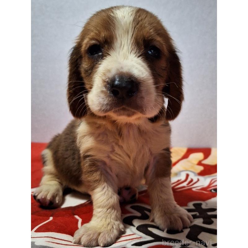 販売中の神奈川県のミックス犬-412990の5枚目