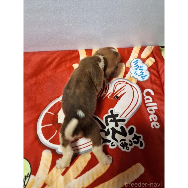 販売中の神奈川県のミックス犬-412990の2枚目