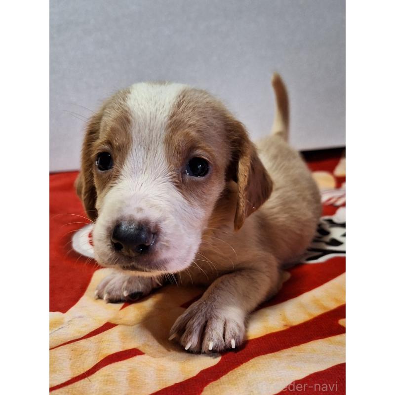 販売中の神奈川県のミックス犬-412991の10枚目