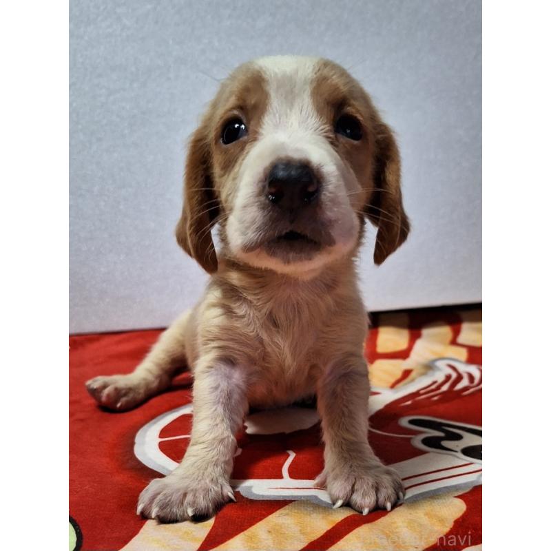 販売中の神奈川県のミックス犬-412991の8枚目