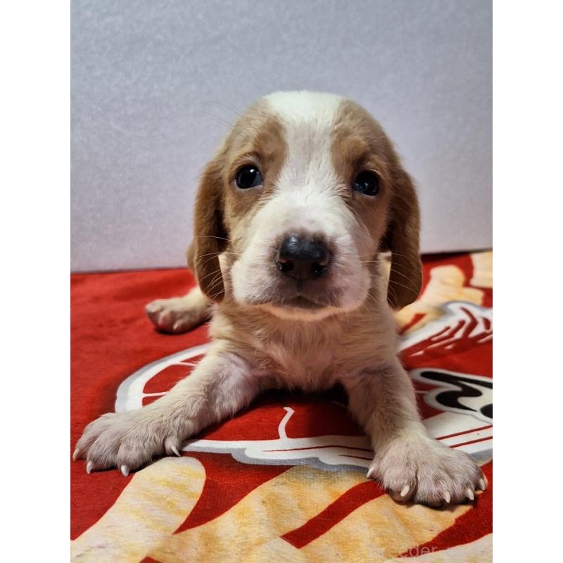 販売中の神奈川県のミックス犬-412991の4枚目
