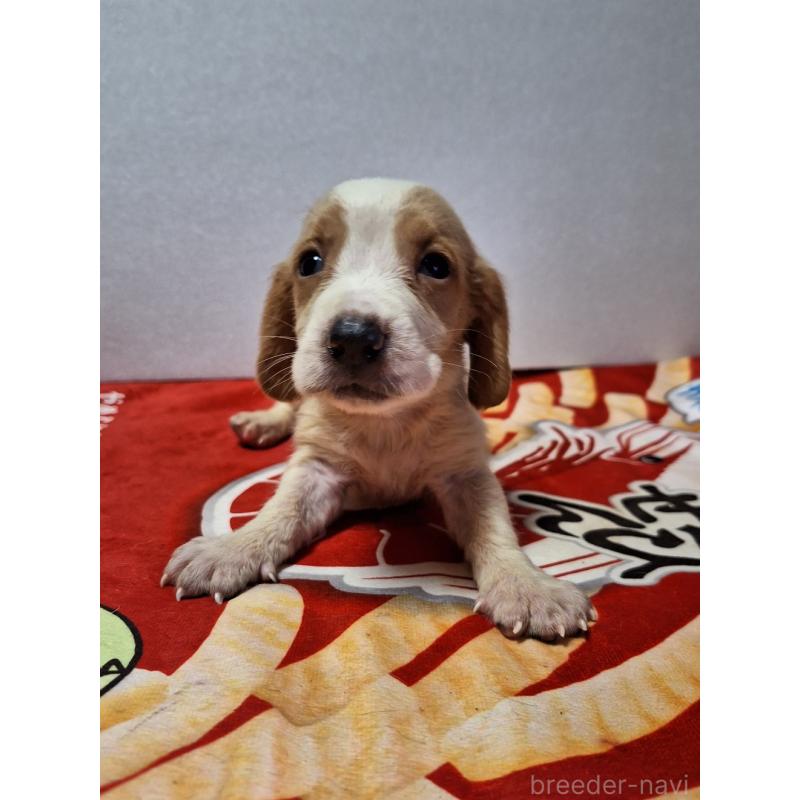 販売中の神奈川県のミックス犬-412991の3枚目