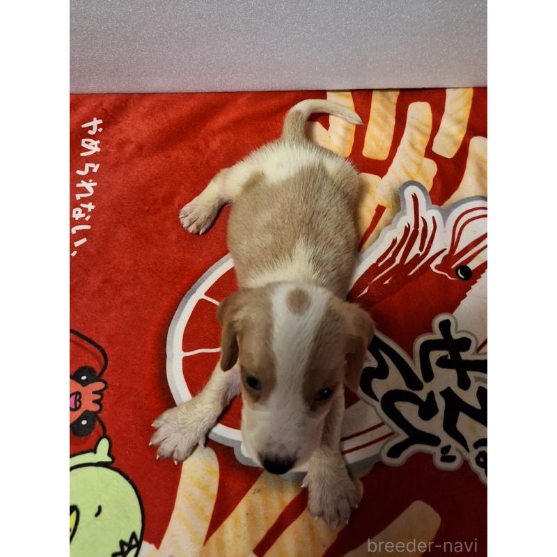 販売中の神奈川県のミックス犬-412991の2枚目