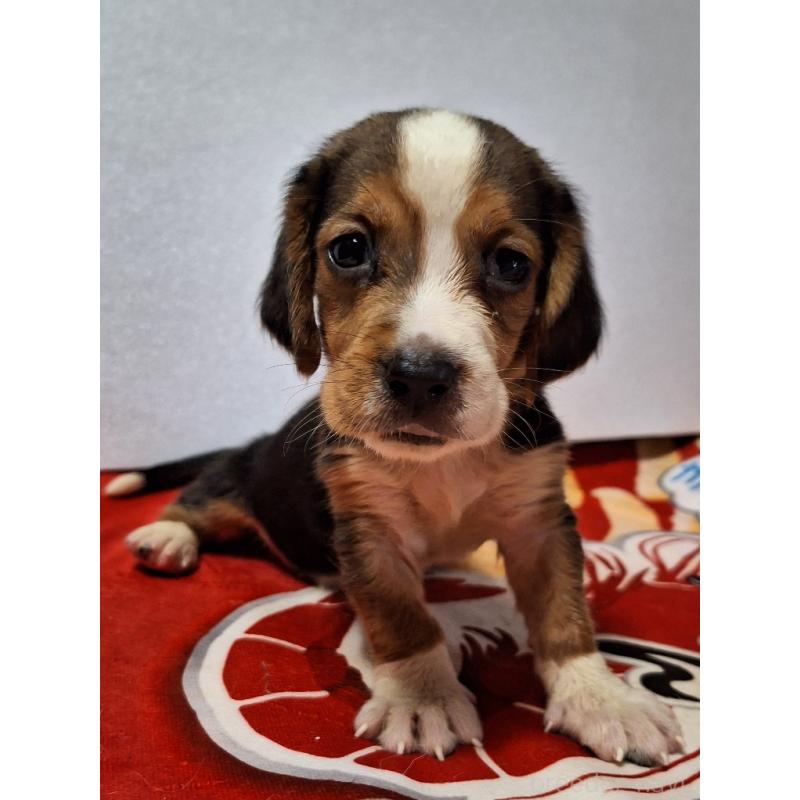 販売中の神奈川県のミックス犬-412992の13枚目