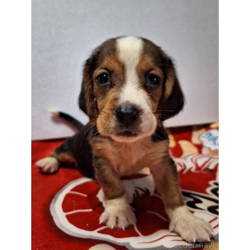 販売中の神奈川県のミックス犬-412992の11枚目