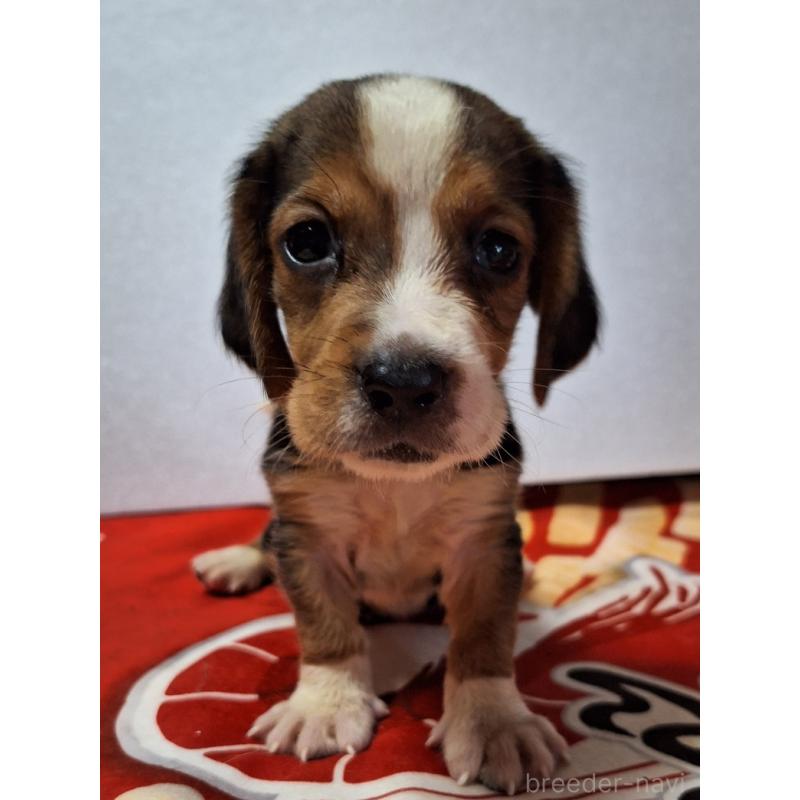 販売中の神奈川県のミックス犬-412992の10枚目