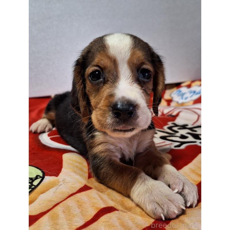 販売中の神奈川県のミックス犬-412992の6枚目