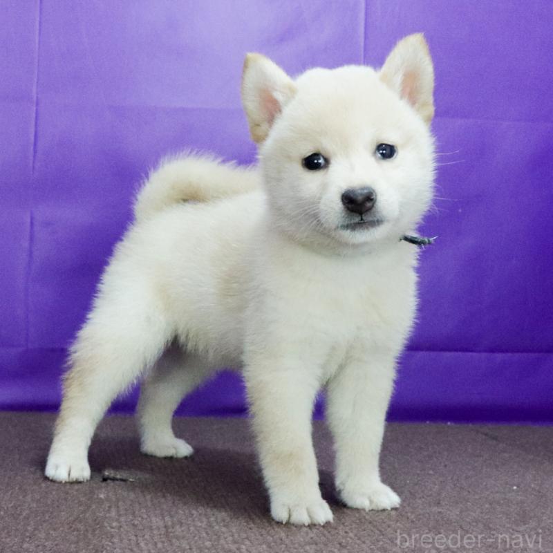 販売中の愛知県の柴犬-406787の6枚目