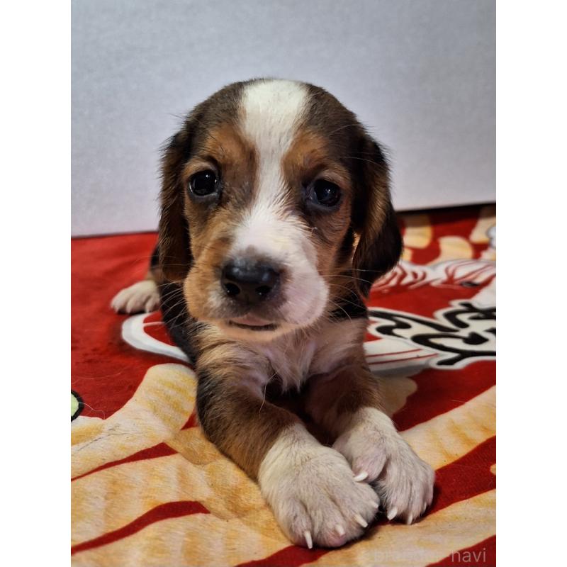 販売中の神奈川県のミックス犬-412992の4枚目
