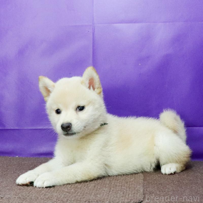 販売中の愛知県の柴犬-406787の5枚目