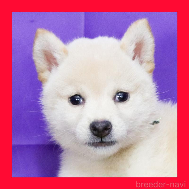 販売中の愛知県の柴犬-406787の4枚目