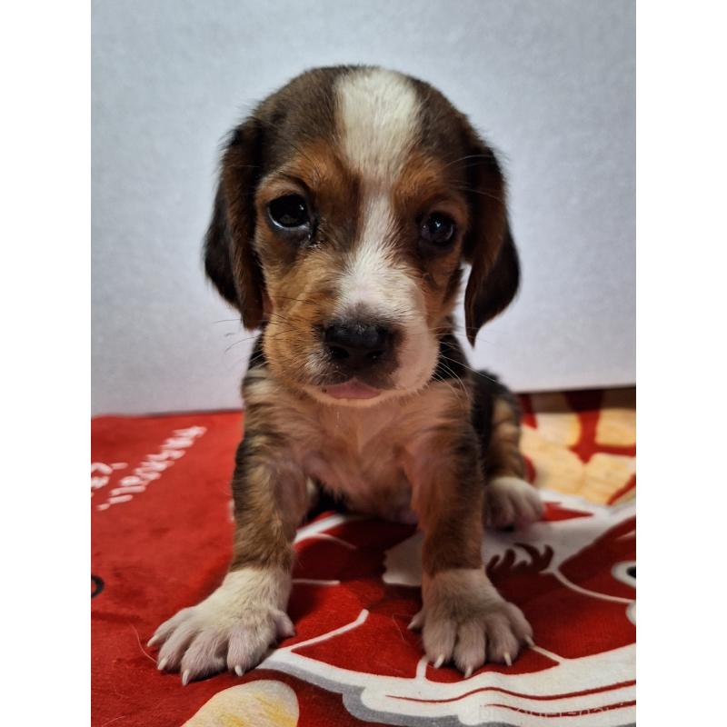 販売中の神奈川県のミックス犬-412992の3枚目