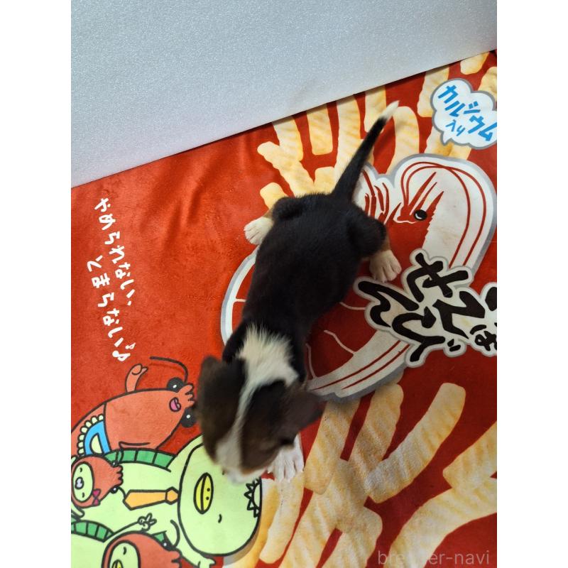 販売中の神奈川県のミックス犬-412992の2枚目
