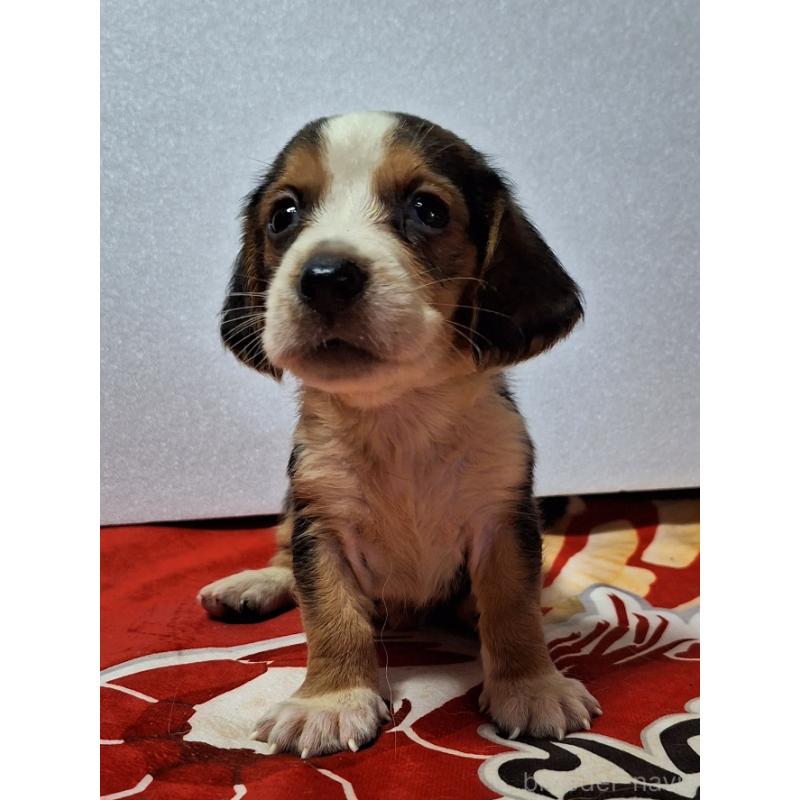 販売中の神奈川県のミックス犬-412993の14枚目