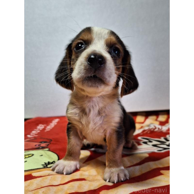 販売中の神奈川県のミックス犬-412993の11枚目