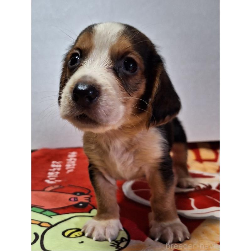 販売中の神奈川県のミックス犬-412993の8枚目