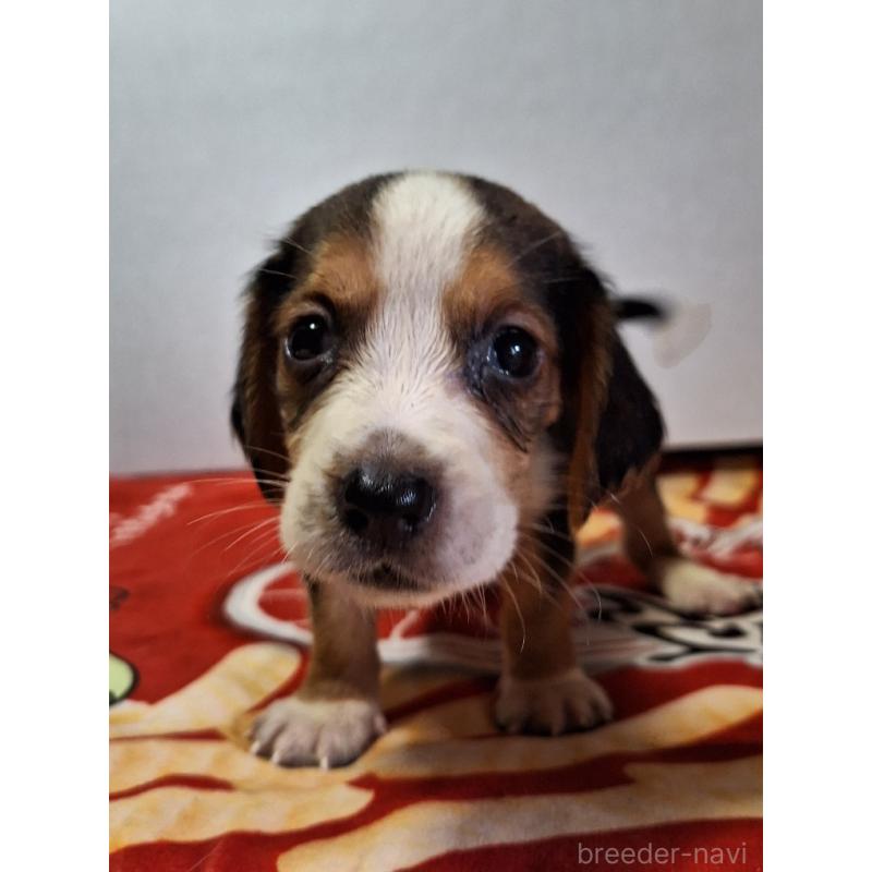 販売中の神奈川県のミックス犬-412993の3枚目