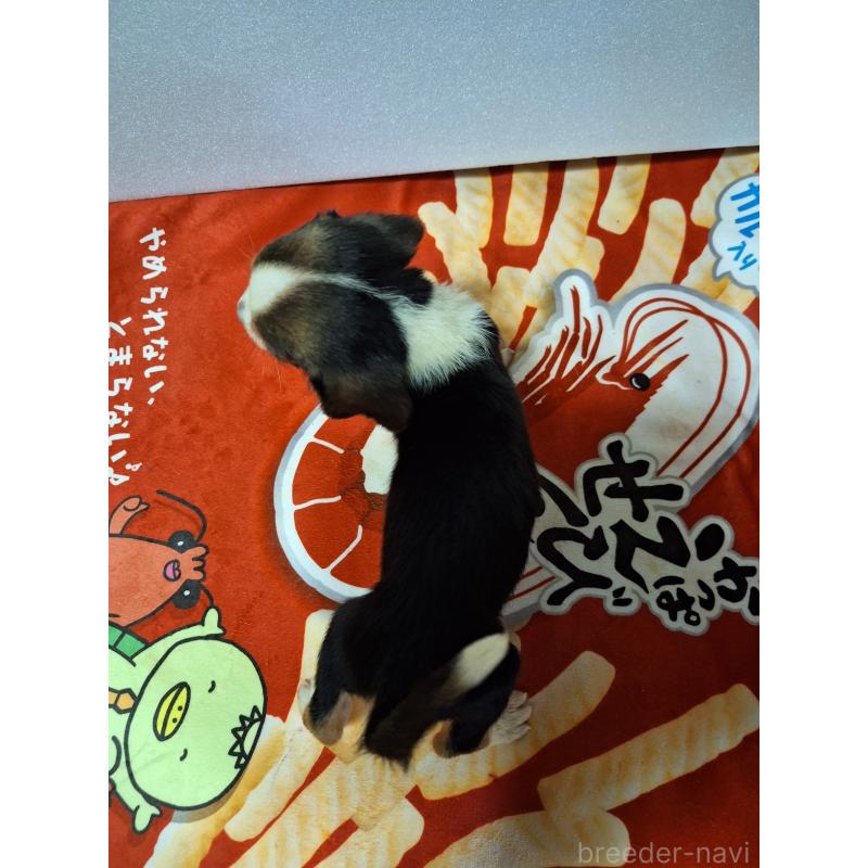 販売中の神奈川県のミックス犬-412993の2枚目