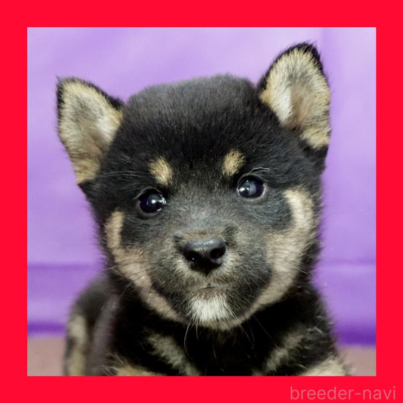 販売中の愛知県の柴犬-407006