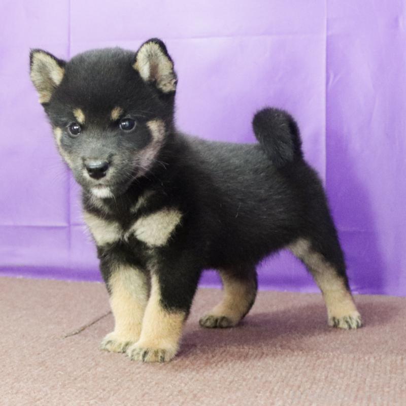 販売中の愛知県の柴犬-407006の5枚目