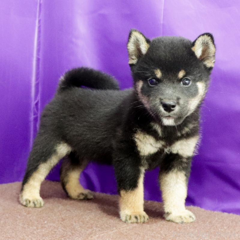 販売中の愛知県の柴犬-407006の4枚目