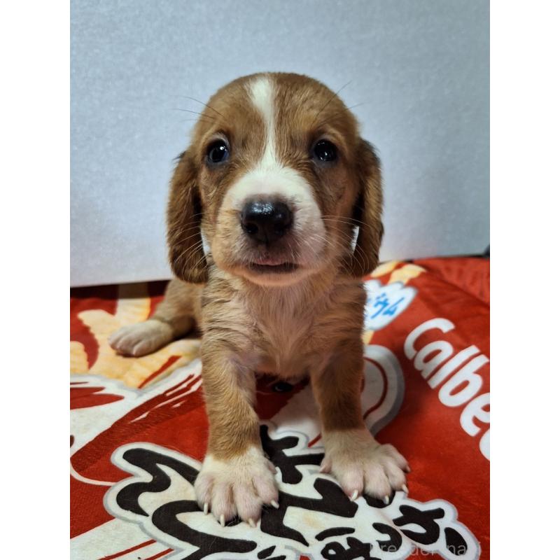 販売中の神奈川県のミックス犬-412994の12枚目