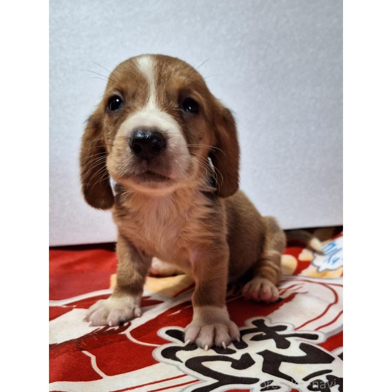販売中の神奈川県のミックス犬-412994の10枚目