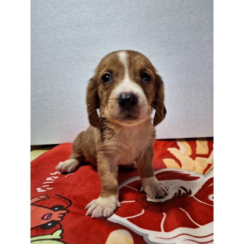 販売中の神奈川県のミックス犬-412994の5枚目