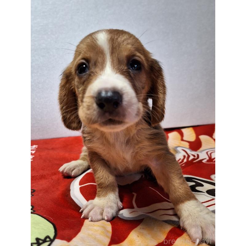 販売中の神奈川県のミックス犬-412994の3枚目