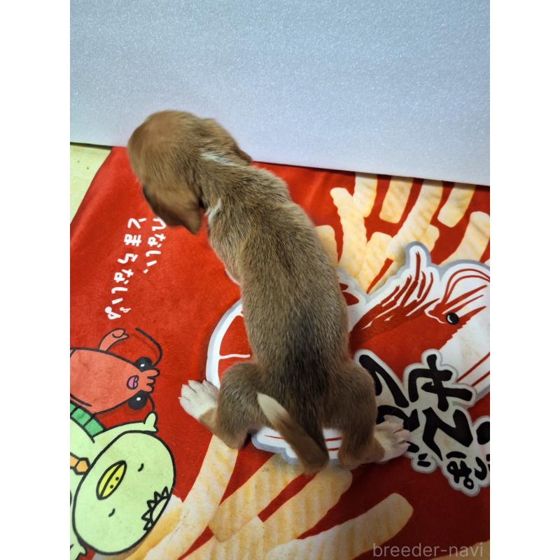 販売中の神奈川県のミックス犬-412994の2枚目