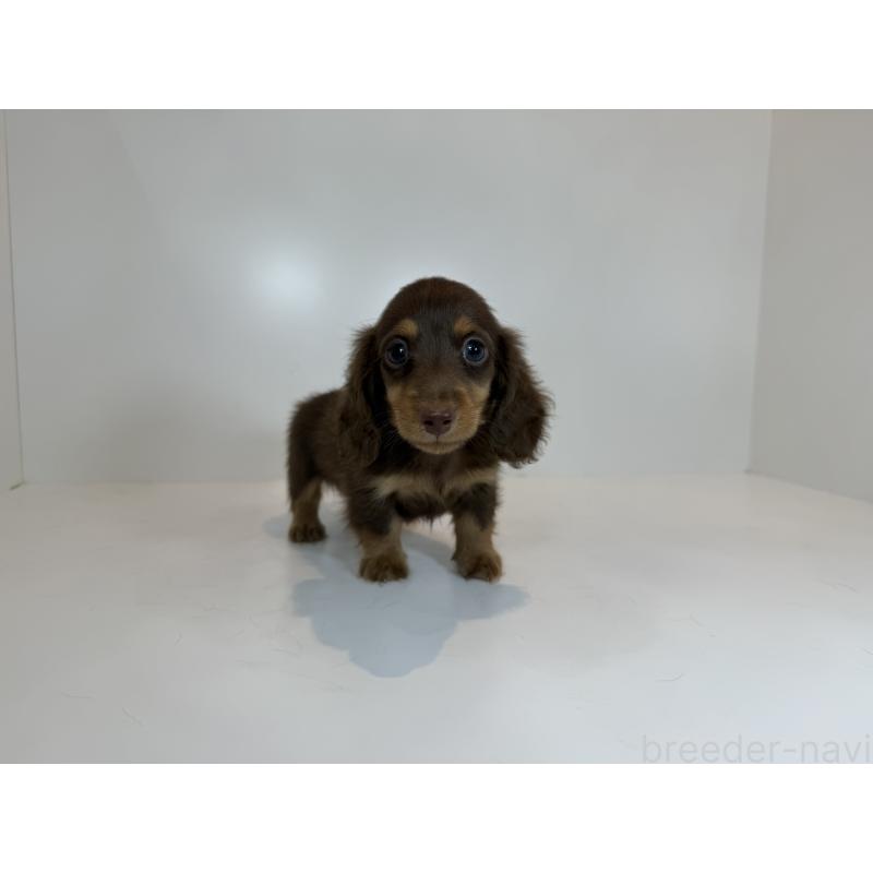 販売中の山口県のミニチュアダックスフンド(ロングヘアード)-413002の2枚目