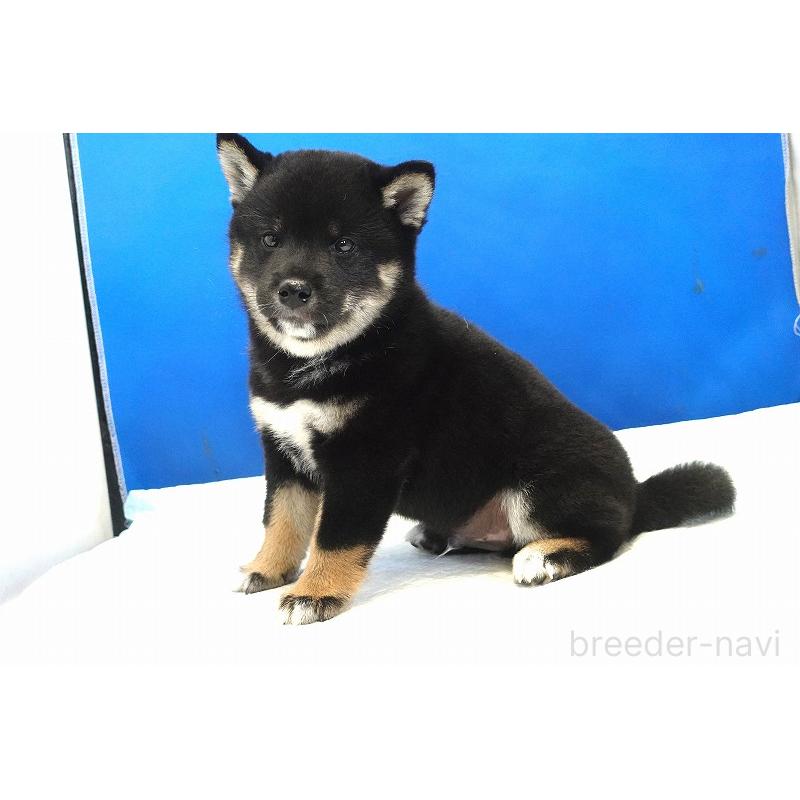 成約済の愛知県の柴犬-408145の11枚目