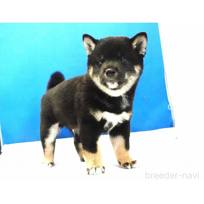 成約済の愛知県の柴犬-408145の10枚目