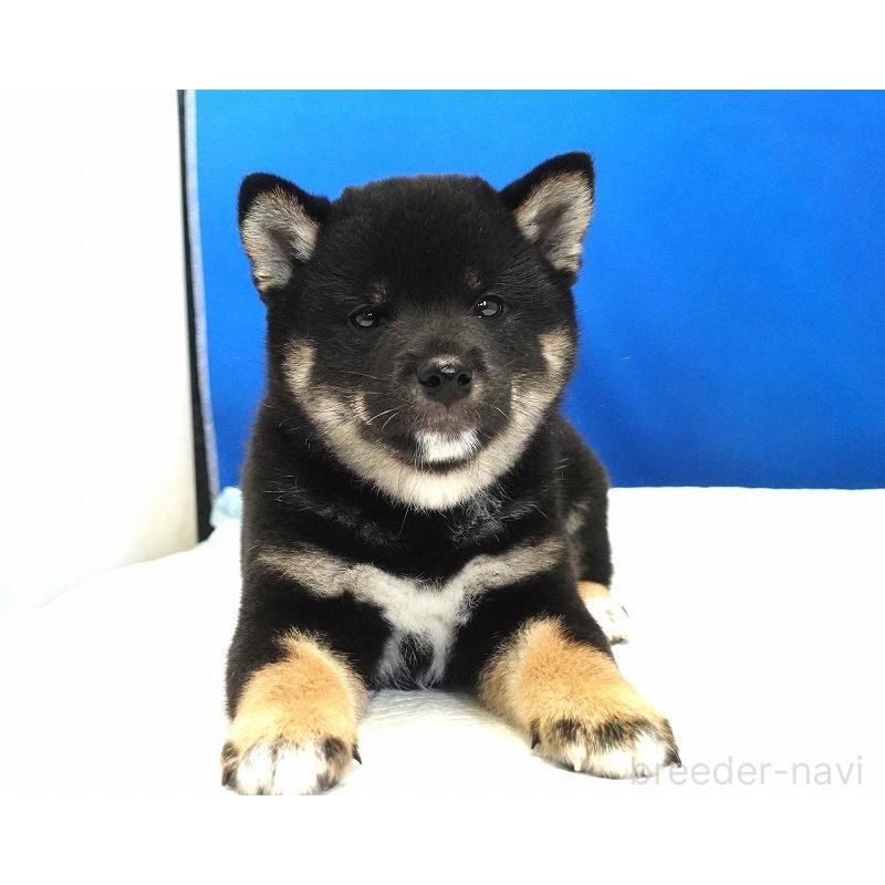 成約済の愛知県の柴犬-408145の9枚目