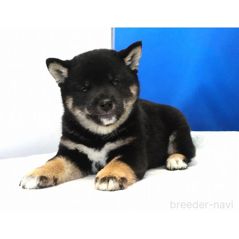 成約済の愛知県の柴犬-408145の7枚目