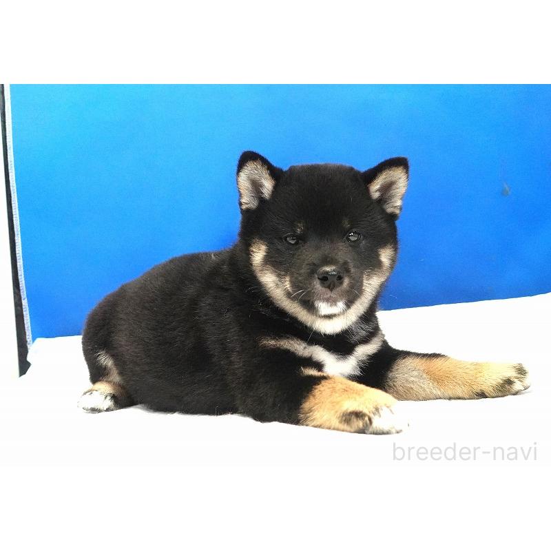 成約済の愛知県の柴犬-408145の5枚目