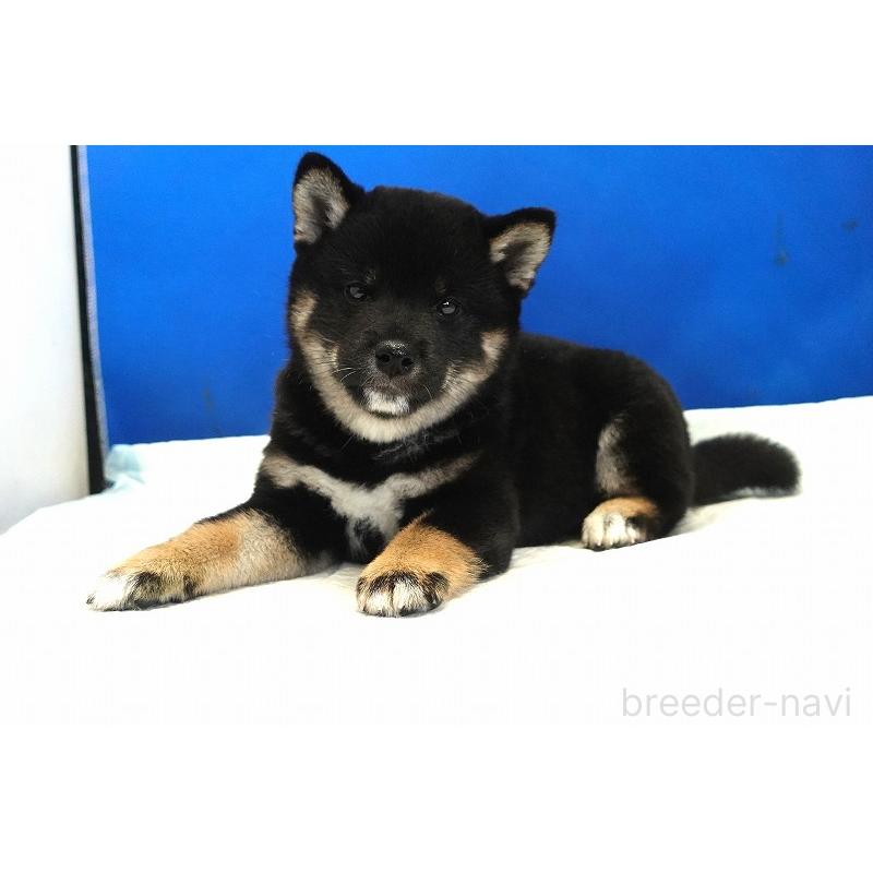 成約済の愛知県の柴犬-408145の6枚目